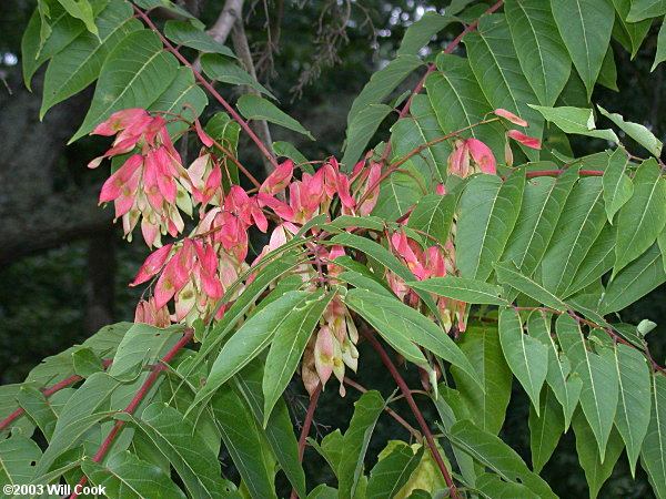 Tree-of-heaven (Ailanthus altissima)