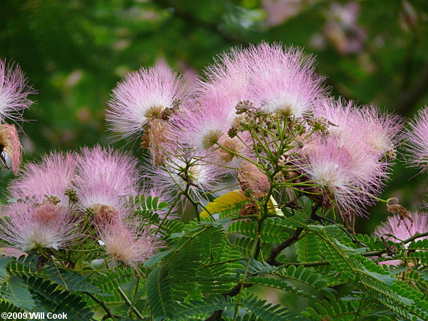 Kalkora Mimosa (Albizia kalkora)