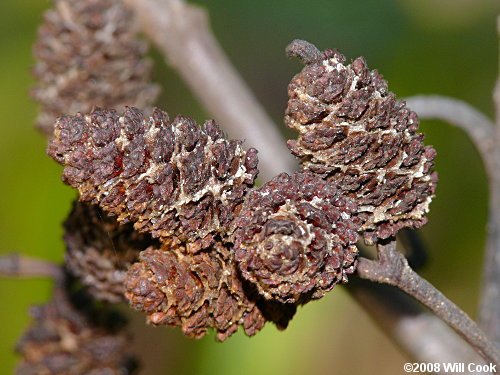 Hazel Alder (Alnus serrulata) fruits
