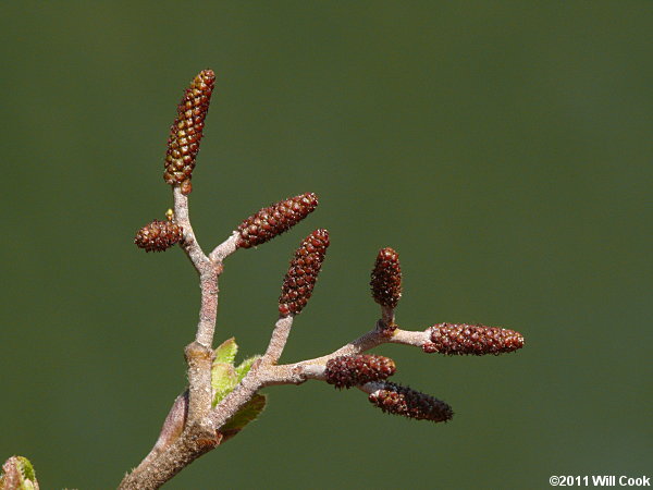 Hazel Alder (Alnus serrulata) buds