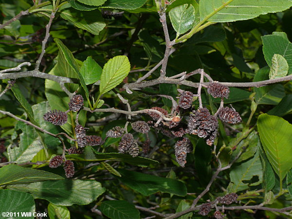 Hazel Alder (Alnus serrulata) leaves