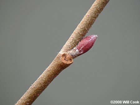 Hazel Alder (Alnus serrulata) bud scar
