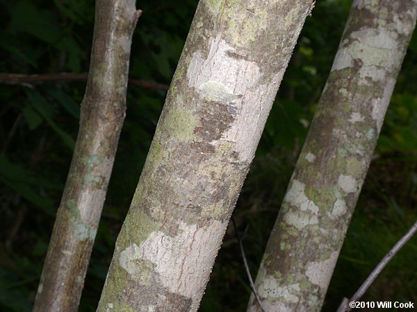 Common Serviceberry (Amelanchier arborea) bark