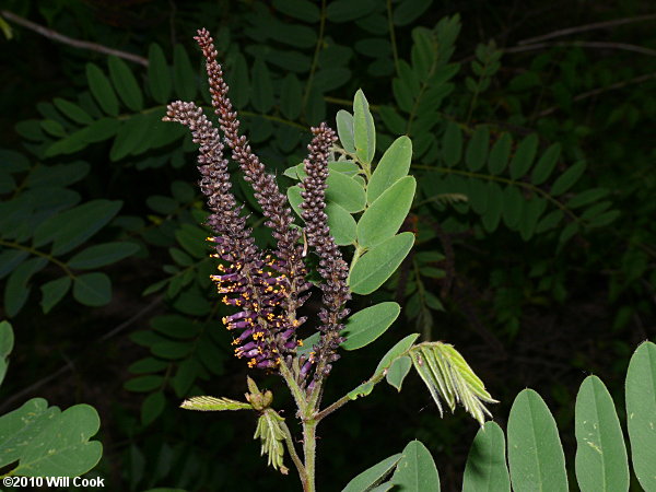 Tall Indigo-bush (Amorpha fruticosa)