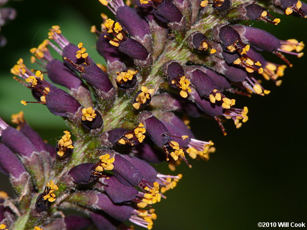 Tall Indigo-bush (Amorpha fruticosa)