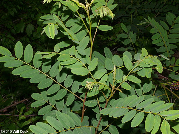 Tall Indigo-bush (Amorpha fruticosa)