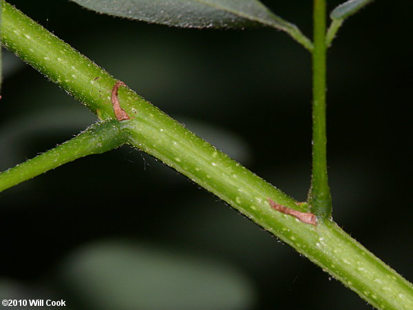 Tall Indigo-bush (Amorpha fruticosa)