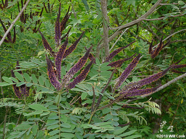 Tall Indigo-bush (Amorpha fruticosa)
