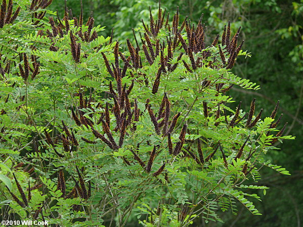 Tall Indigo-bush (Amorpha fruticosa)