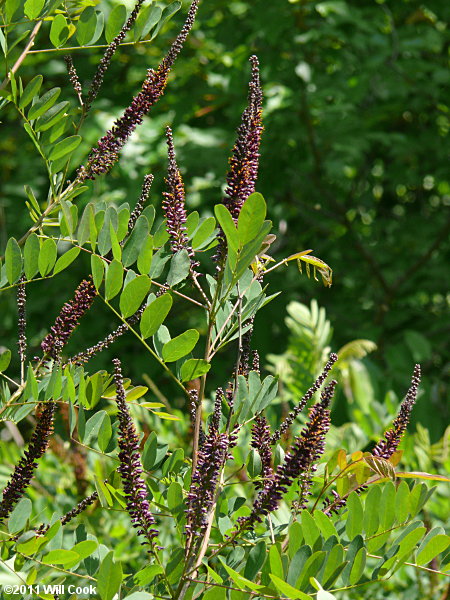 Tall Indigo-bush (Amorpha fruticosa)