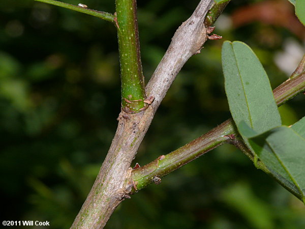 Tall Indigo-bush (Amorpha fruticosa)
