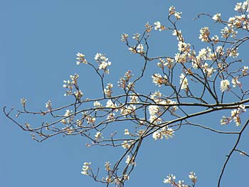 Allegheny Serviceberry (Amelanchier laevis)