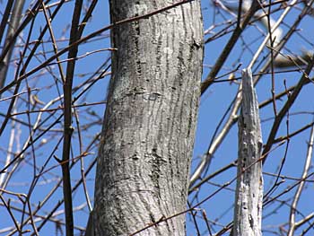 Allegheny Serviceberry (Amelanchier laevis)