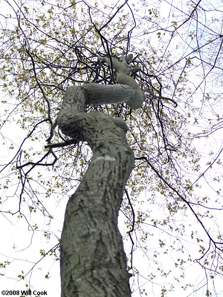 Allegheny Serviceberry (Amelanchier laevis)