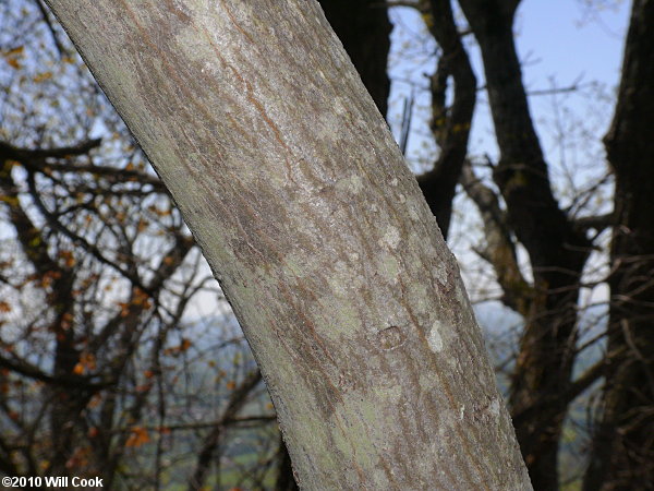 Allegheny Serviceberry (Amelanchier laevis)