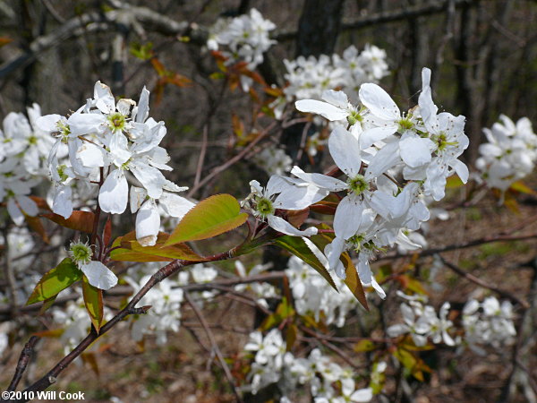 Allegheny Serviceberry (Amelanchier laevis) flowers