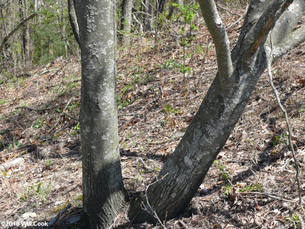 Allegheny Serviceberry (Amelanchier laevis)