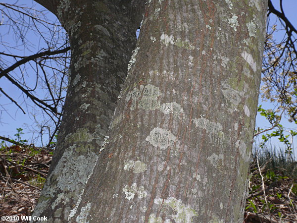 Allegheny Serviceberry (Amelanchier laevis)