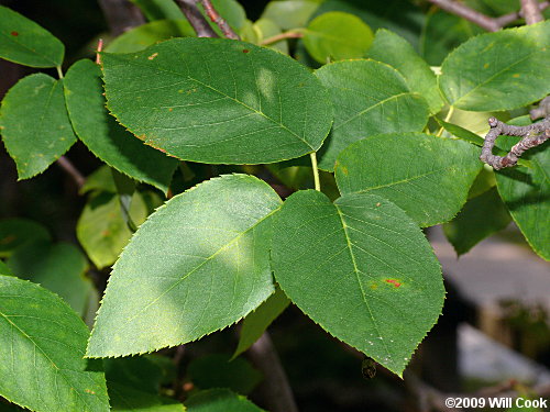 Allegheny Serviceberry (Amelanchier laevis)