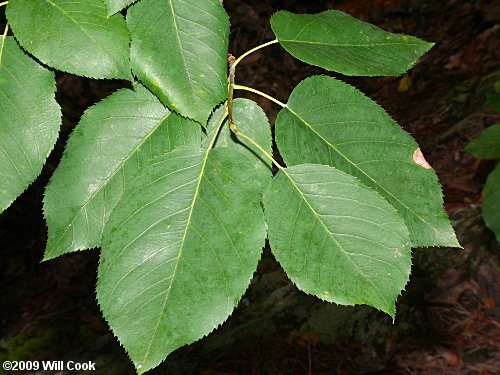 Allegheny Serviceberry (Amelanchier laevis)