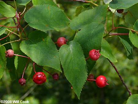 Allegheny Serviceberry (Amelanchier laevis)