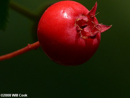 Allegheny Serviceberry (Amelanchier laevis)