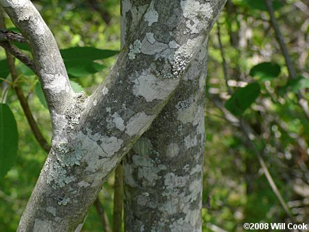 Allegheny Serviceberry (Amelanchier laevis)