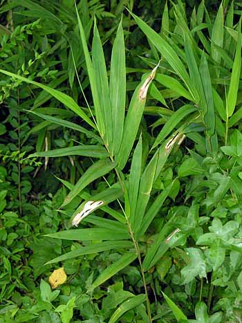 Giant Cane (Arundinaria gigantea)