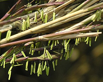 Giant Cane (Arundinaria gigantea) flowers