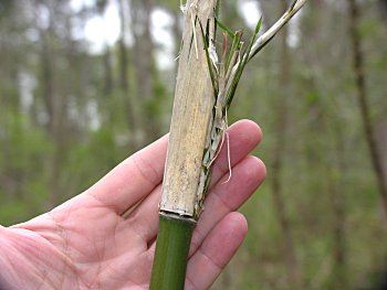 Giant Cane (Arundinaria gigantea)