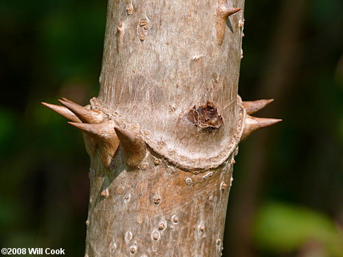 Devil's-walkingstick (Aralia spinosa) bark