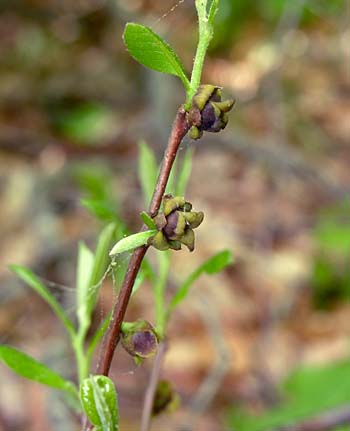 Smallflower Pawpaw (Asimina parviflora)