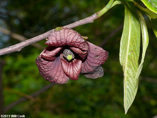 Pawpaw (Asimina triloba) flower