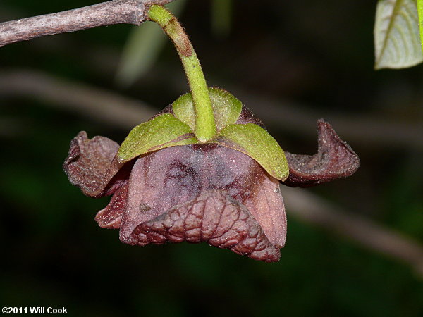Pawpaw (Asimina triloba) flower