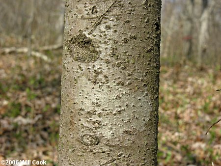 Pawpaw (Asimina triloba) bark