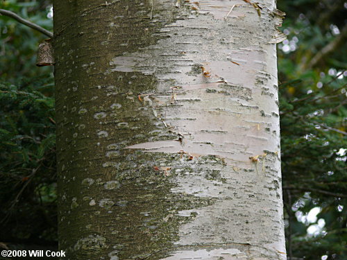 Mountain Paper Birch (Betula cordifolia)