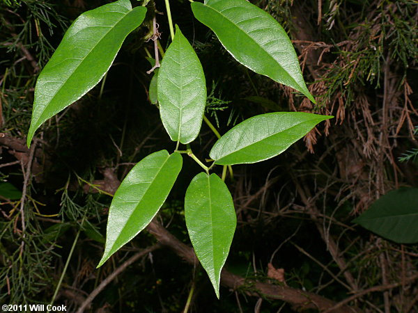 Crossvine (Bignonia capreolata) leaves