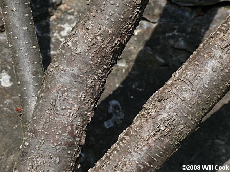 Crossvine (Bignonia capreolata) bark