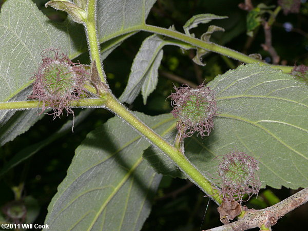 Paper Mulberry (Broussonetia papyrifera)