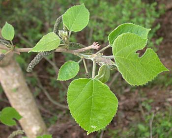 Paper Mulberry (Broussonetia papyrifera) leaves