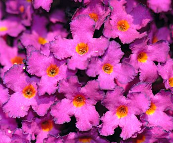 Orange-eye Butterfly-bush (Buddleja davidii)