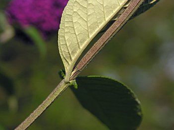 Orange-eye Butterfly-bush (Buddleja davidii)
