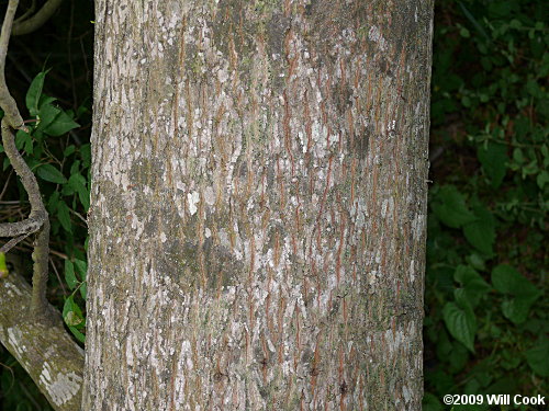 Bitternut Hickory (Carya cordiformis) bark