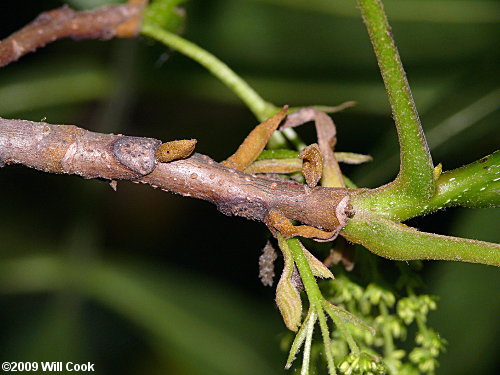 Bitternut Hickory (Carya cordiformis) buds
