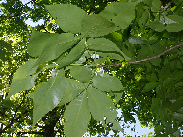 Carolina Shagbark Hickory (Carya carolinae-septentrionalis) leaves