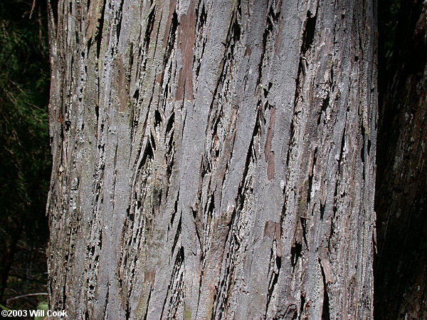 Carolina Shagbark Hickory (Carya carolinae-septentrionalis) bark