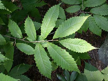 American Chestnut (Castanea dentata) leaves
