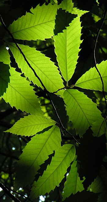 American Chestnut (Castanea dentata) leaves