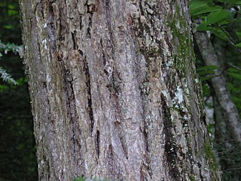 American Chestnut (Castanea dentata) mature bark