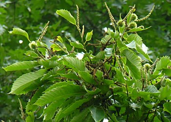 American Chestnut (Castanea dentata) flowers